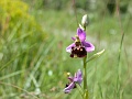 36_Ophrys bourdon_8
